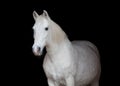 Portrait of an Arabian horse on black background Royalty Free Stock Photo