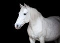 Portrait of an Arabian horse on black background Royalty Free Stock Photo