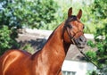 Portrait of beautiful arabian stallion Royalty Free Stock Photo