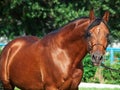 Portrait of beautiful arabian stallion Royalty Free Stock Photo