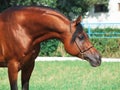 Portrait of beautiful arabian stallion Royalty Free Stock Photo