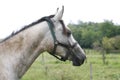 Portrait of an beautiful arabian white horse Royalty Free Stock Photo