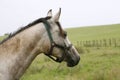 Portrait of an beautiful arabian white horse Royalty Free Stock Photo