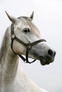 Portrait of an beautiful arabian white horse Royalty Free Stock Photo