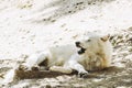 Arctic white wolf lying yawning with funny face Royalty Free Stock Photo