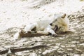 Arctic white wolf lying yawning with funny face Royalty Free Stock Photo