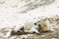 Arctic white wolf lying yawning with funny face Royalty Free Stock Photo