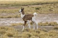 Portrait of beautiful baby Llama, Bolivia Royalty Free Stock Photo