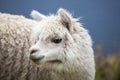 Portrait of beautiful baby Llama, Bolivia Royalty Free Stock Photo