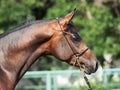 Portrait of beautiful bay arabian colt Royalty Free Stock Photo