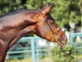 Portrait of beautiful bay arabian colt Royalty Free Stock Photo