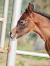 Portrait of beautiful bay arabian little foal. Israel Royalty Free Stock Photo