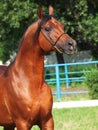 Portrait of beautiful bay arabian stallion Royalty Free Stock Photo