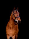 Portrait of beautiful bay horse on black background Royalty Free Stock Photo