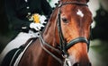 Portrait of a bay horse with a braided mane and a rider in the saddle, who holds the bridle rein and a bouquet of yellow flowers. Royalty Free Stock Photo