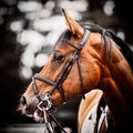 Portrait of a beautiful bay horse with a bridle on its muzzle. Equestrian sports Royalty Free Stock Photo