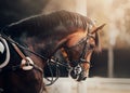 Portrait of a beautiful bay horse with a bridle on its muzzle. Equestrian sports. Horse riding Royalty Free Stock Photo