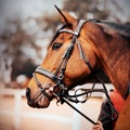 Portrait of a beautiful bay horse with a bridle on its muzzle, which a horse breeder holds by the bridle rein. Equestrian sports. Royalty Free Stock Photo