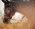 Portrait of a beautiful bay horse with a bridle on its muzzle, which stands with its eyes closed on a sunny foggy morning. Royalty Free Stock Photo