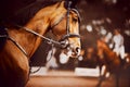 Portrait of a beautiful bay horse with a dark mane and a bridle on its muzzle. Equestrian sports. Horse riding Royalty Free Stock Photo