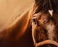 Portrait of a beautiful bay horse, illuminated by sunlight, close-up. Photo of a horse. The horse\'s eye Royalty Free Stock Photo