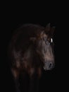 Portrait of beautiful bay horse isolated on black background Royalty Free Stock Photo