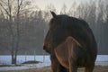 Portrait of beautiful bay horse in rays of winter evening sunset Royalty Free Stock Photo