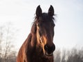 Portrait of beautiful bay horse in rays of winter evening sunset Royalty Free Stock Photo