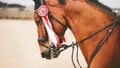 Portrait of a beautiful bay horse with a red prize rosette on the bridle, which jumps quickly. The winner in equestrian sports
