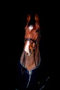 Portrait of beautiful bay horse in rug on black background Royalty Free Stock Photo