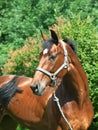 Portrait of beautiful bay mare Royalty Free Stock Photo