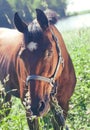 Portrait of beautiful bay mare art toned Royalty Free Stock Photo