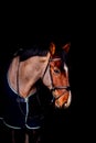 Portrait of beautiful bay horse in rug on black background Royalty Free Stock Photo