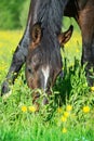 Portrait of  beautiful bay sportive mare grazing at freedom in pasture. close up Royalty Free Stock Photo