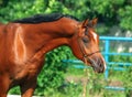 Portrait of beautiful bay young arabian stallion Royalty Free Stock Photo