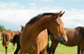 Portrait of beautiful bay young mare posing freely at pasture around herd.  sunny summer day Royalty Free Stock Photo