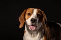 Beautiful beagle dog on a black background