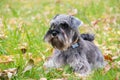 Portrait of a beautiful bearded gray miniature schnauzer dog lying in the grass on the lawn, selective focus. Royalty Free Stock Photo