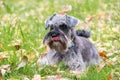 Portrait of a beautiful bearded gray miniature schnauzer dog lying in the grass on the lawn, selective focus. Royalty Free Stock Photo