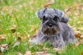 Portrait of a beautiful bearded gray miniature schnauzer dog lying in the grass on the lawn, selective focus Royalty Free Stock Photo