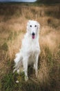 Portrait of beautiful beige russian borzoi dog sitting in the field Royalty Free Stock Photo