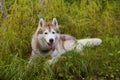 Portrait of beautiful beige and white dog breed siberian husky lying in the green grass in fall Royalty Free Stock Photo