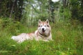 Portrait of beautiful beige and white dog breed siberian husky lying in the green grass in fall Royalty Free Stock Photo