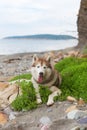 Portrait Of Beautiful Beige And White Siberian Husky Dog Lying In The Sea Grass On The Beach