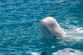 Portrait of a beautiful beluga whale looking out of the water on a summer day Royalty Free Stock Photo