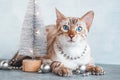 Portrait of beautiful Bengal cat with blue eyes and with Christmas decorations on gray background