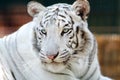 Portrait of a beautiful bengal white tiger Royalty Free Stock Photo
