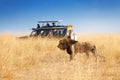 Portrait of beautiful big lion at safari park