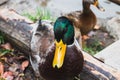 Portrait of beautiful big wild duck looking at the camera