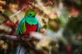 Portrait of beautiful bird. Resplendent Quetzal in its natural environment. Royalty Free Stock Photo